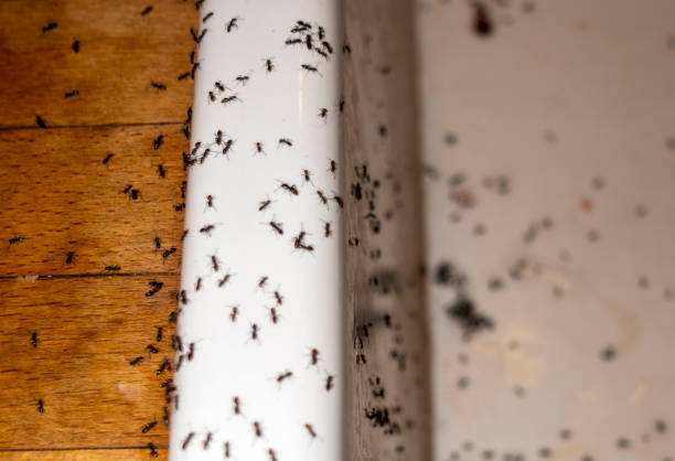 Pleasant Hill, TX Pest Control Company