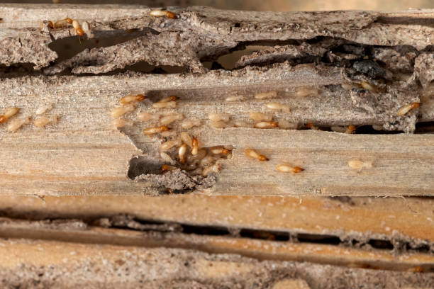Best Best Pest Control Companies  in Pleasant Hill, TX